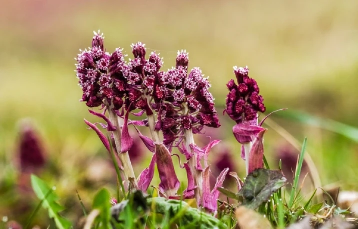 Plante antialergice – Captalanul (Petasites Hybridus)