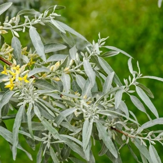 Învinge durerea  cu plante medicinale