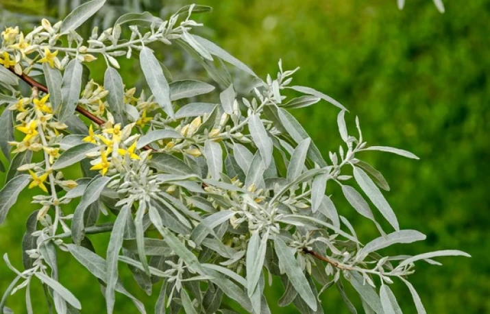 Învinge durerea cu plante medicinale