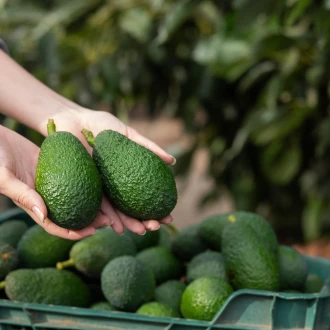 Avocado: beneficii, proprietăți și rețete
