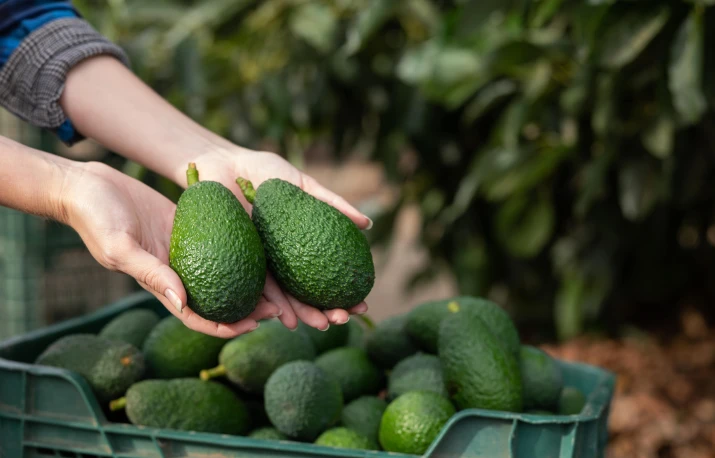 Avocado: beneficii, proprietăți și rețete