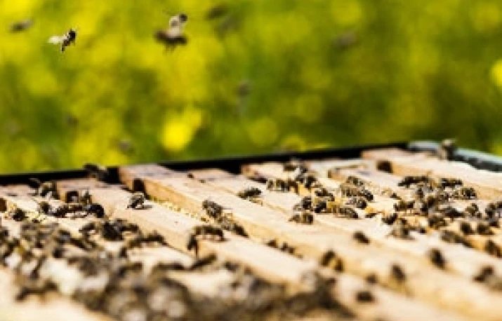 Disparitia albinelor are consecinte grave 