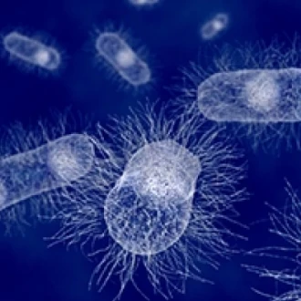 Ce este flora bacteriană?