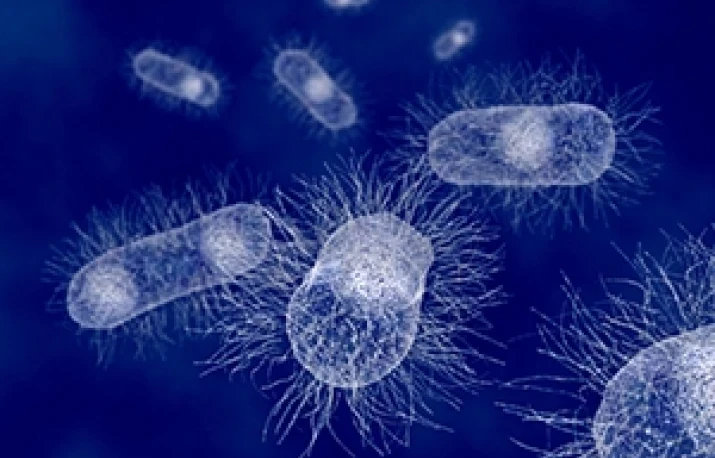 Ce este flora bacteriană?
