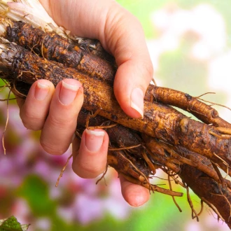Rădăcina de brusture și bolile cronice – studii, beneficii și atenționări