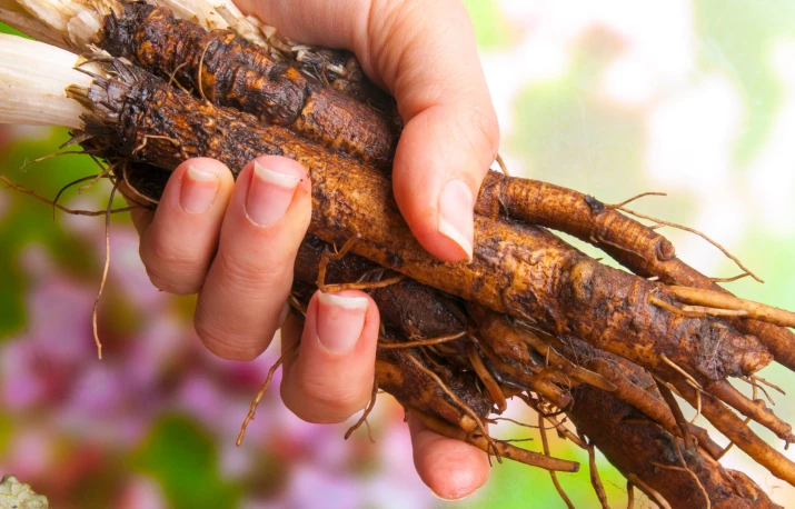 Rădăcina de brusture și bolile cronice – studii, beneficii și atenționări
