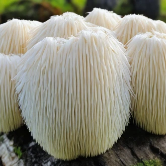 Lion’s Mane (Coama Leului) – hrana pentru neuroni
