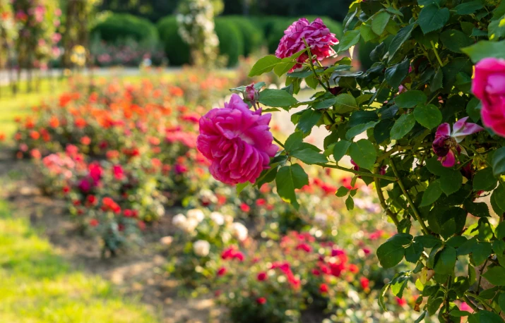 Grădina Botanică „Anastasie Fătu” din Iași, un vis de culoare, vegetație și răcoare