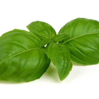 Busuiocul – plantă biblică, aliment și medicament