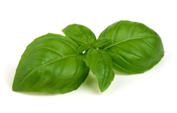 Busuiocul – plantă biblică, aliment și medicament