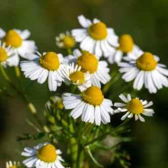 Plante medicinale de vară pentru sănătate: 10 plante de cunoscut