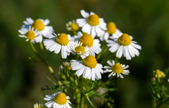 Plante medicinale de vară pentru sănătate: 10 plante de cunoscut