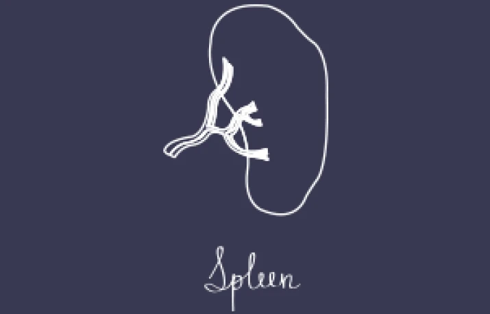 Splina – Bolile splinei