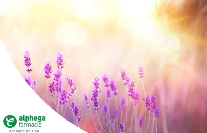 Lavanda  – beneficii