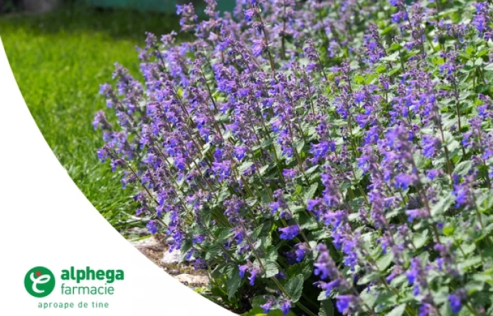 Plante medicinale: nepeta (menta pisicii)